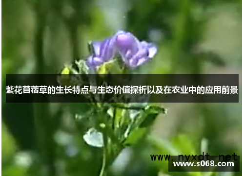 紫花苜蓿草的生长特点与生态价值探析以及在农业中的应用前景